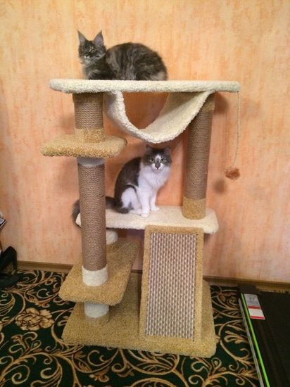 Когтеточка К-106