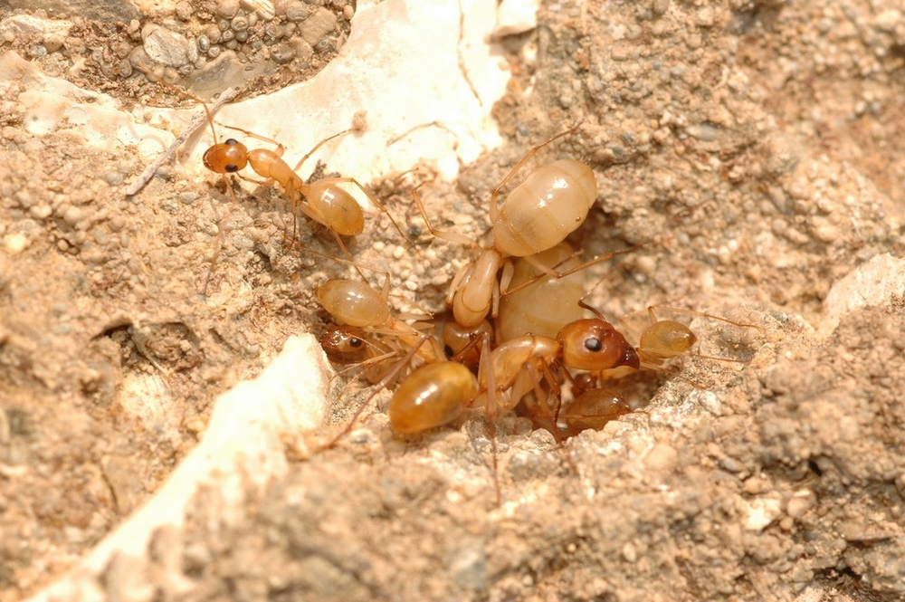 Муравьи Camponotus turkestanus original (Туркменистанский земляной муравей)