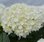 Doppio Fredo (Допио Фредо) Р12 Европа 2026