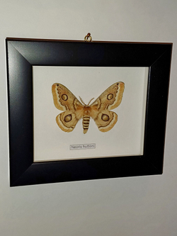 Сатурния Neoris huttoni самка в рамке