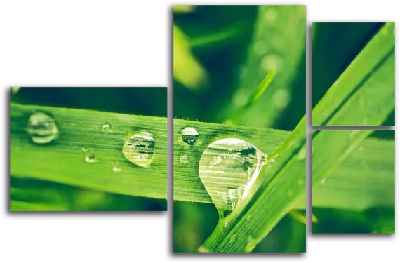 Модульная картина "Роса на траве"