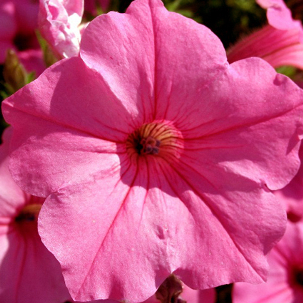 Петуния грандифлора Игл Пинк (1000др) Витагрин Профи