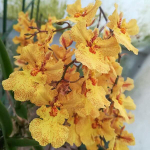 Орхидея ZLEMNIA MIDAS