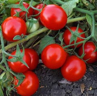 Томат Кэн F1 1000  (семян)