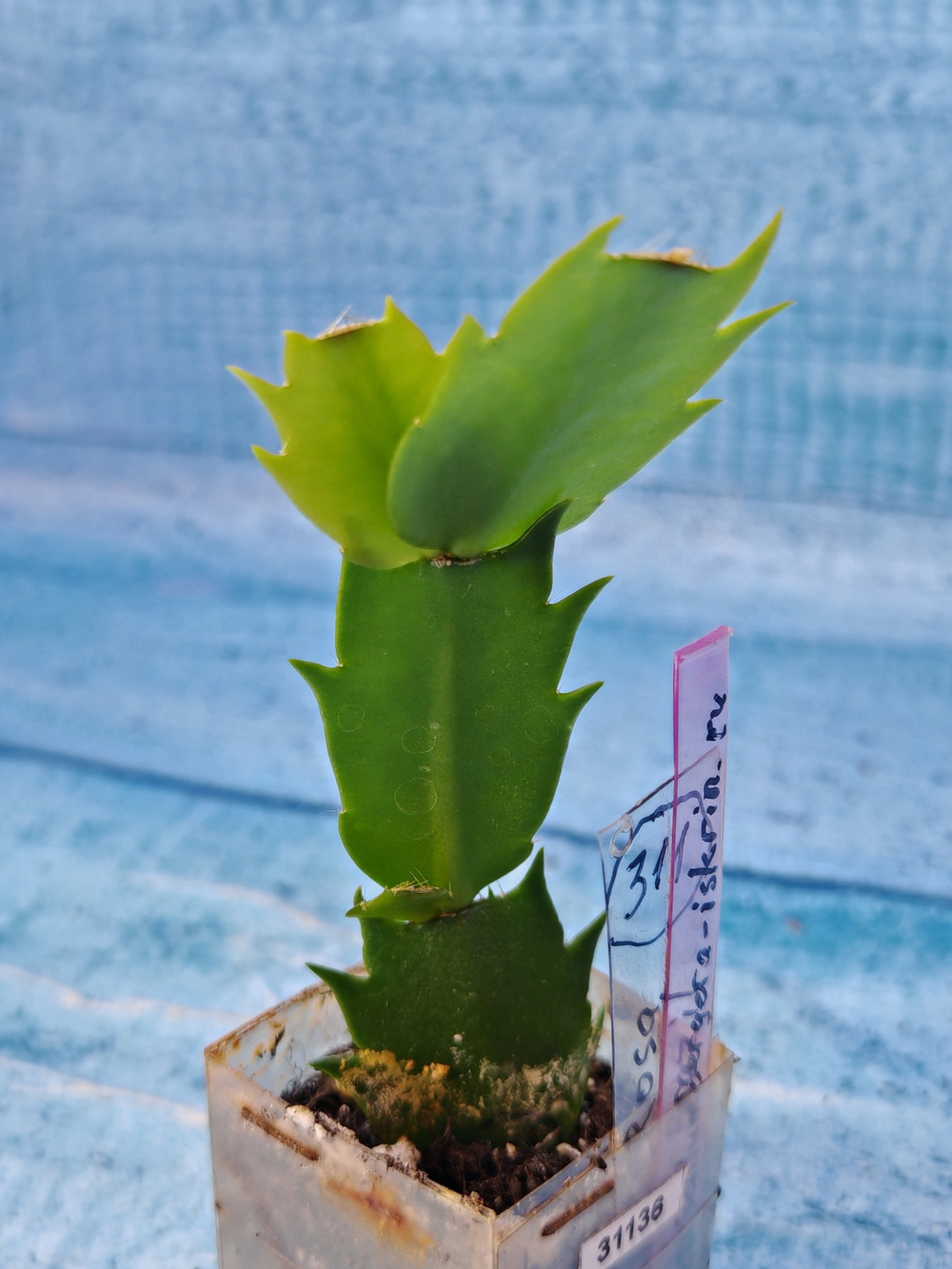 Schlumbergera cv. Rosa Brazil (Шлюмбергера)