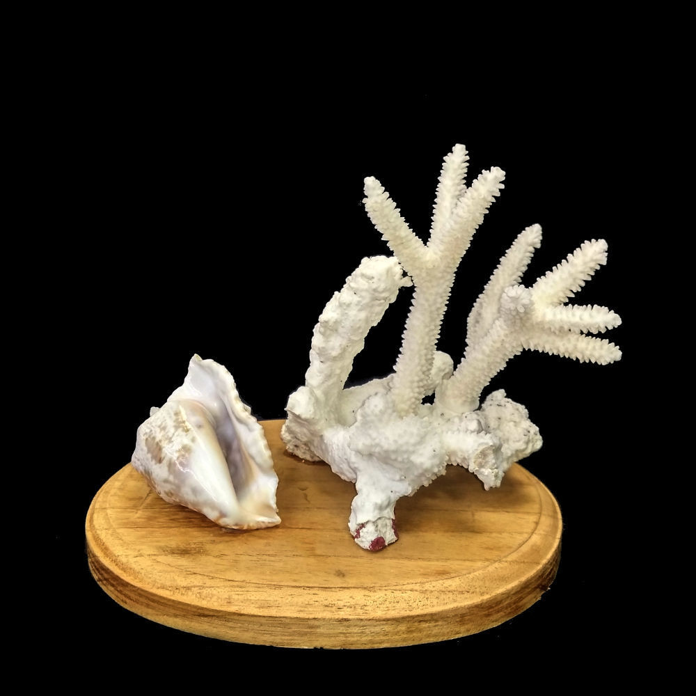Коралл белый с раковиной на подставке