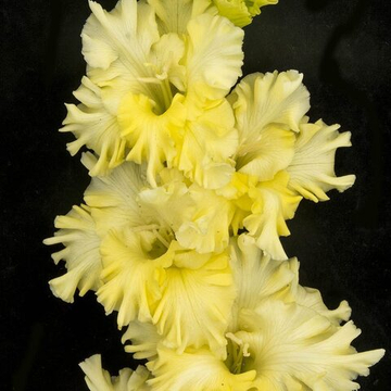 Гладиолус крупноцветковый Сейчас Вылетит Птичка