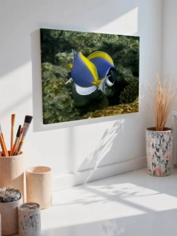 Картина на стену 40 X 50 Рыбы цветные