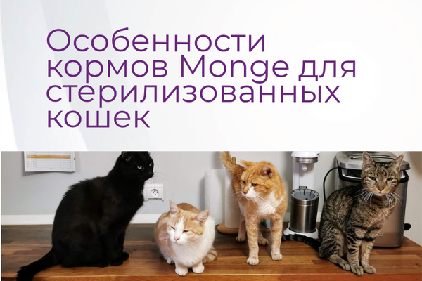Особенности кормов Monge для стерилизованных кошек