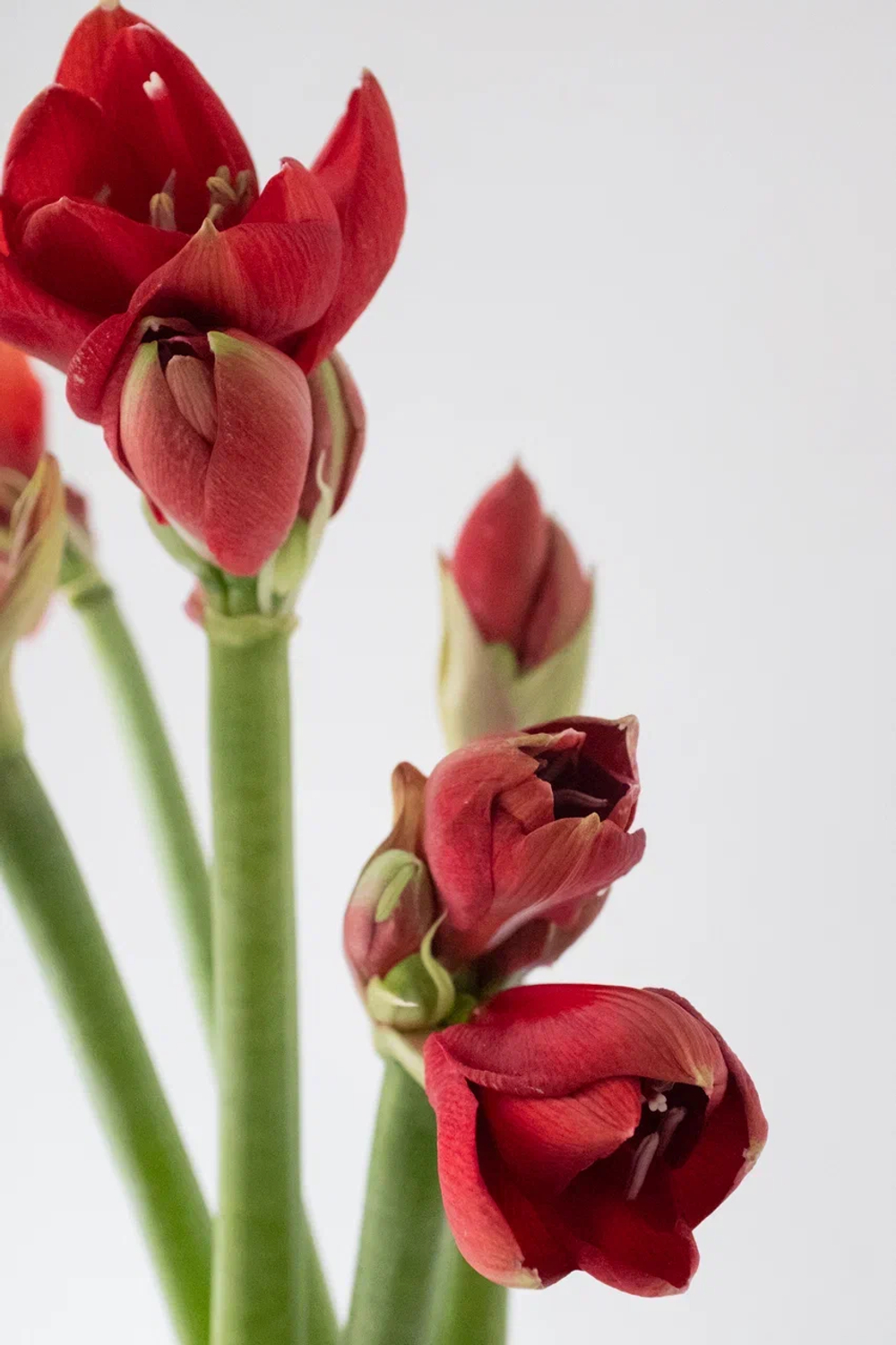 зимний букет с амариллисами