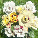 Адениум CHAMPAGNE ROSE