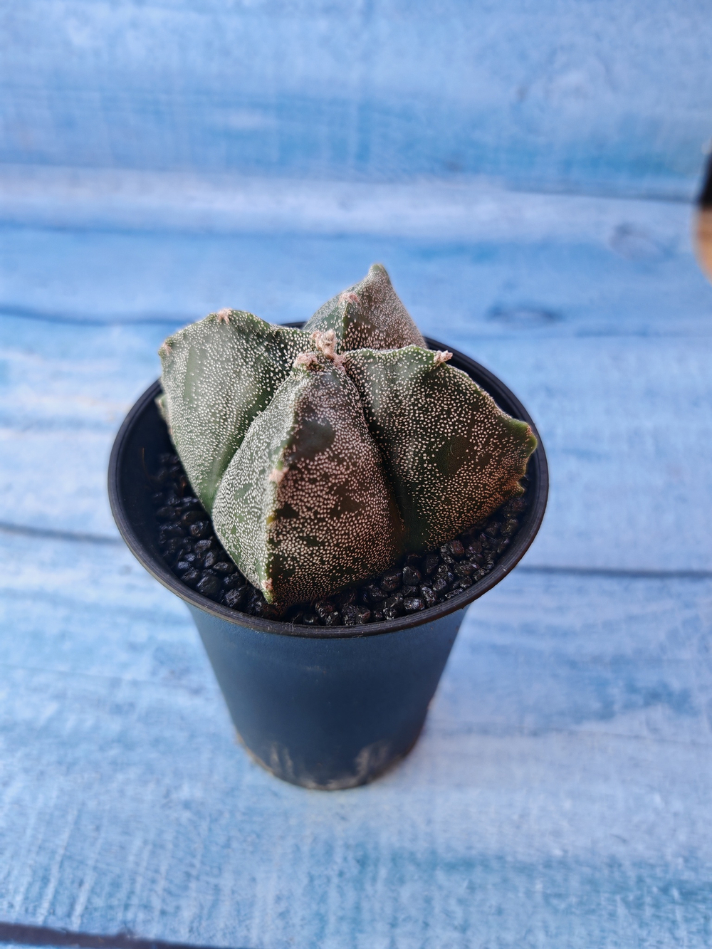 Astrophytum Myriostigma monstrosa (Астрофитум)