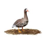 Комплект чучел Белолобый гусь (10шт) 3D "Softplast" B10S-3D