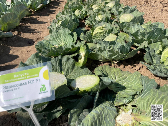 Зариссима F1 семена капусты белокочанной (Rijk Zwaan / Райк Цваан) в поле – фото 6