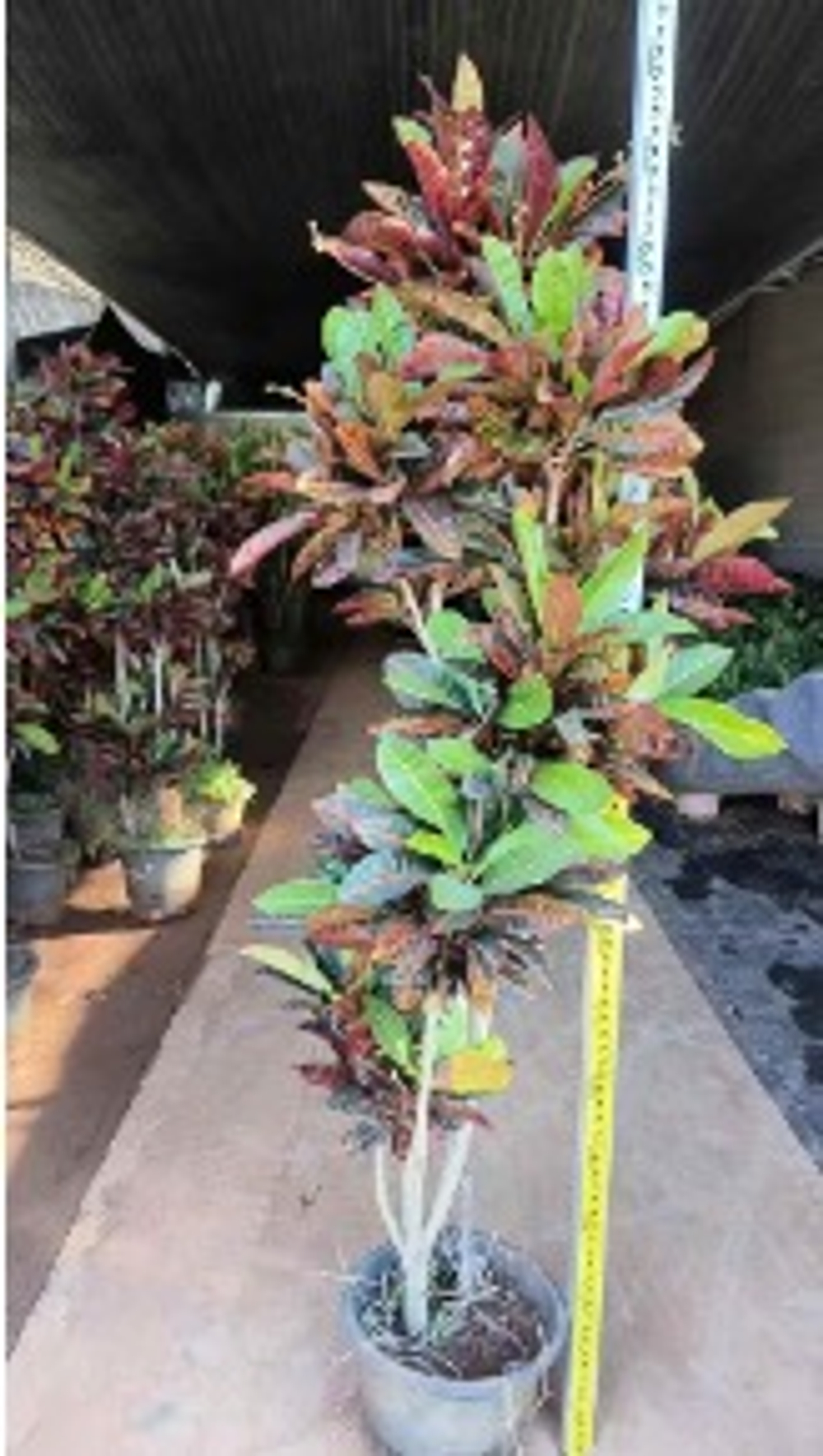 Codiaeum Petra变叶木