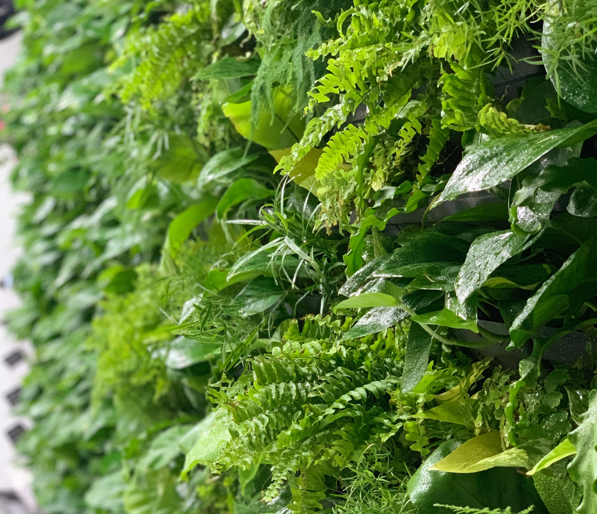 Озеленение интерьера