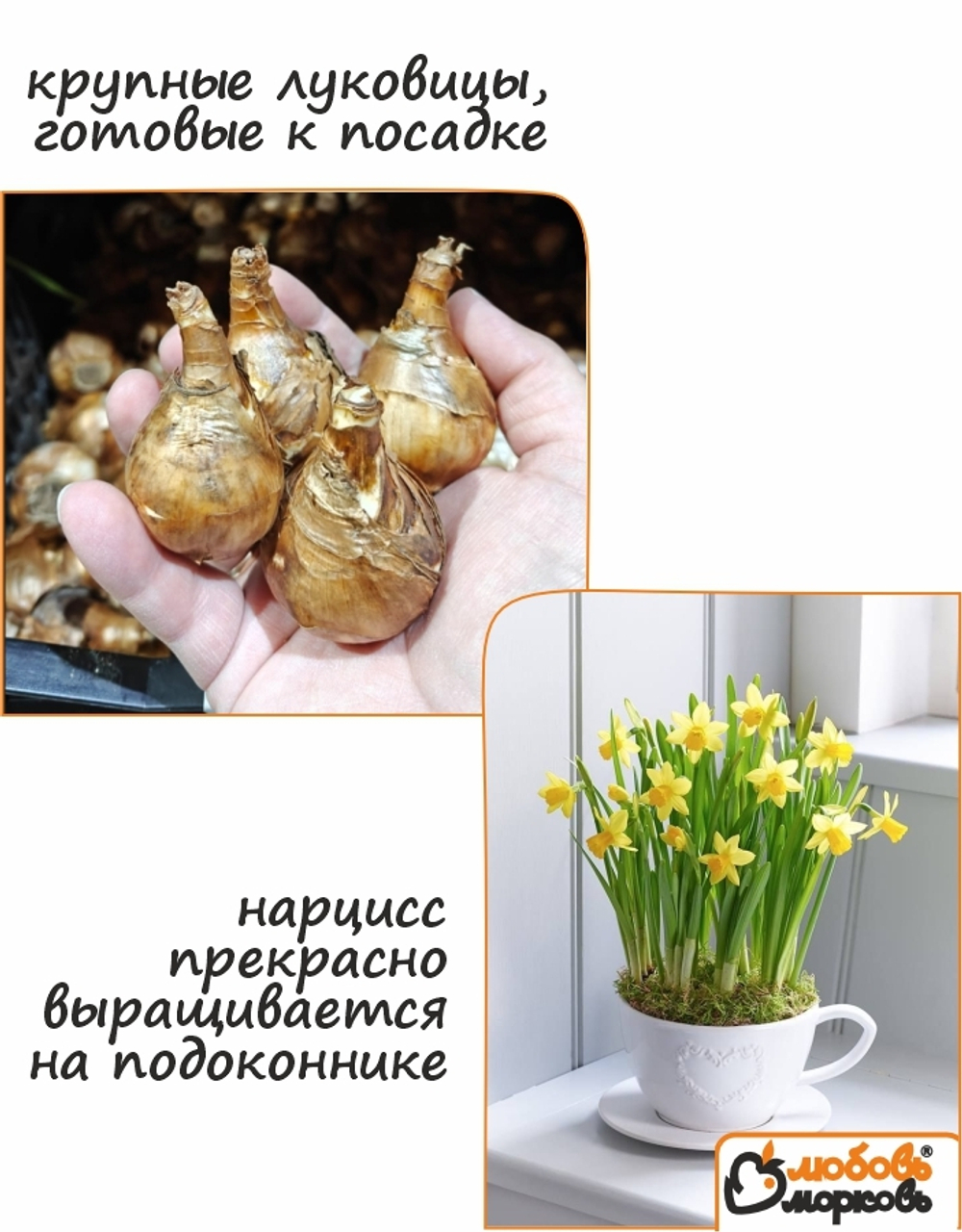 Нарцисс Луковица, Трампэт Йеллоу, 4шт