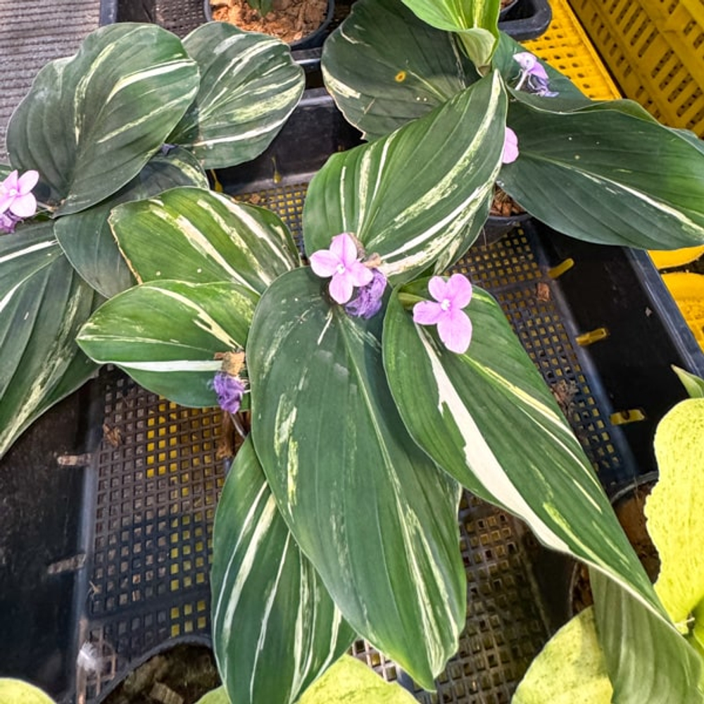 Кемпферия 03 TURTLE GREEN