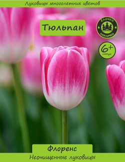 Тюльпан Луковица, Флоренс, 6+ шт