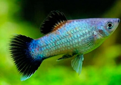 Пецилия Голубая Чернохвостая