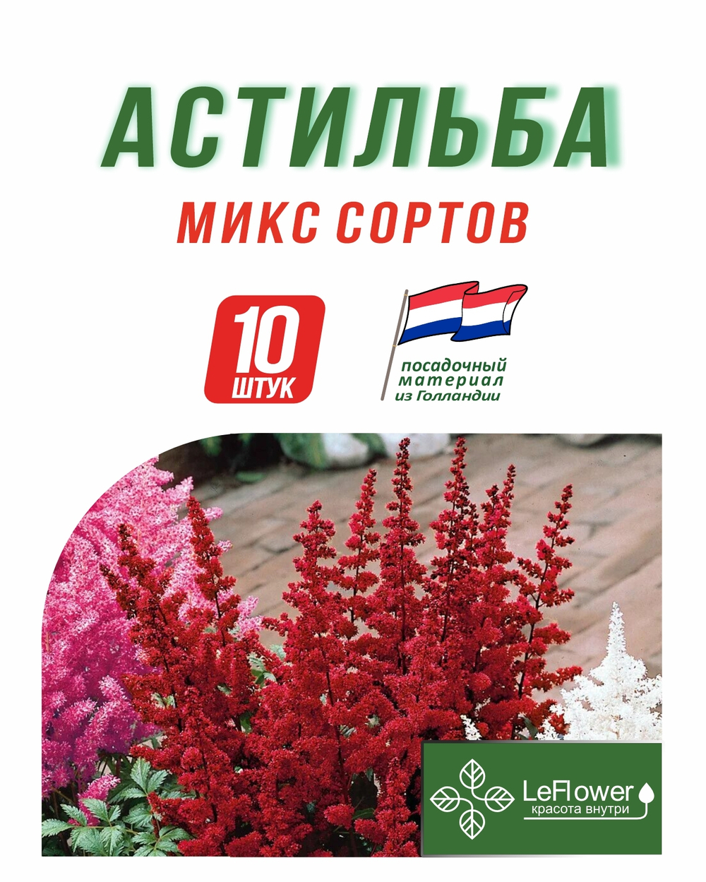 Корневище, Астильба микс сортов, 10 шт