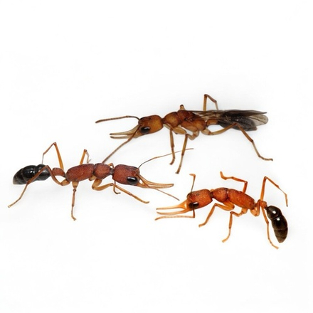Муравьи Harpegnathos saltator (Индийский прыгающий муравей-бульдог)