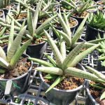 Сансевиерия DRAGON CLAW