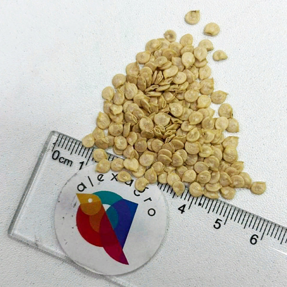 Барби F1 семена перца сладкого (Syngenta / ALEXAGRO) семена