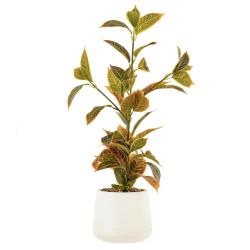 GAEM Цветочная композиция "Кодиеум", L26 W36 H60 см