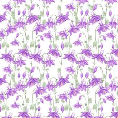 Фиолетовая аквилегия