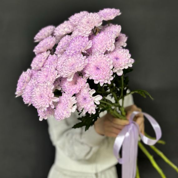 Сиреневые хризантемы