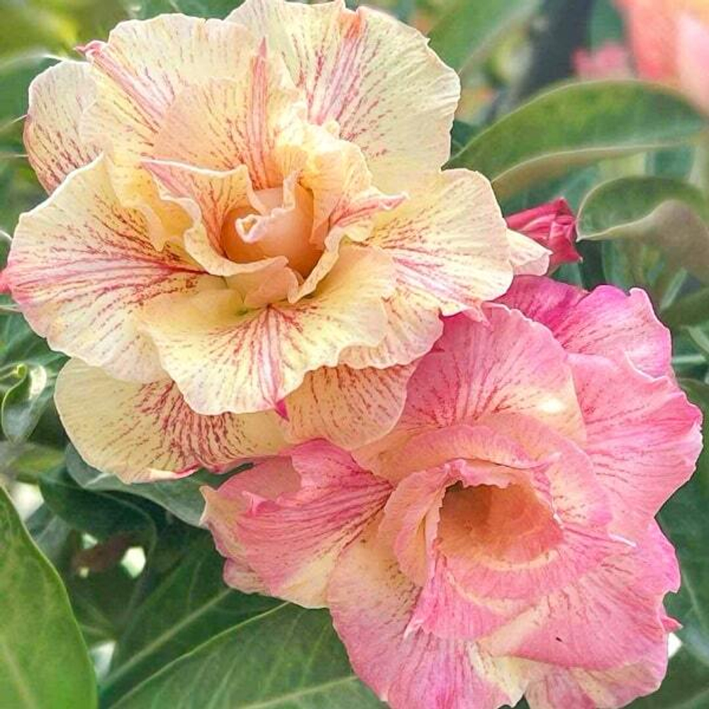 Адениум ONE HEART