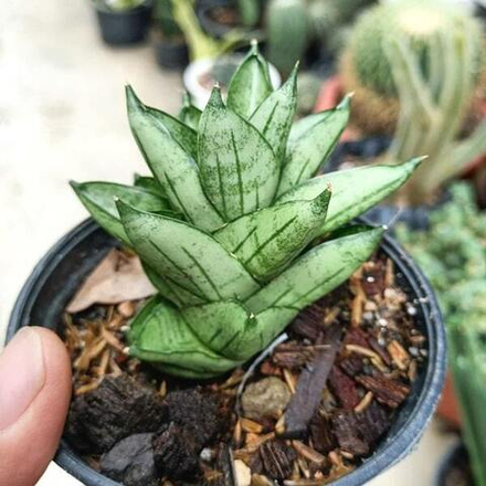 Сансевиерия DURIAN