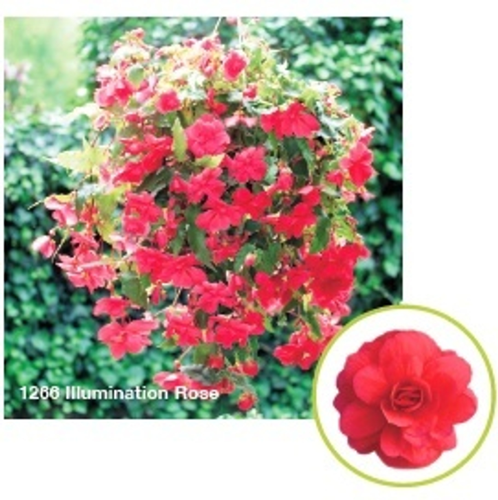 Бегония ампельная Illimination Rose ОКС Укорененный черенок.