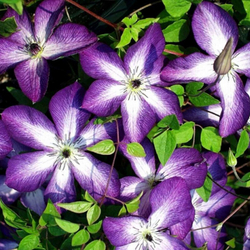 Клематис Крупноцветковый Веноза Виолацеа / Venosa Violacea