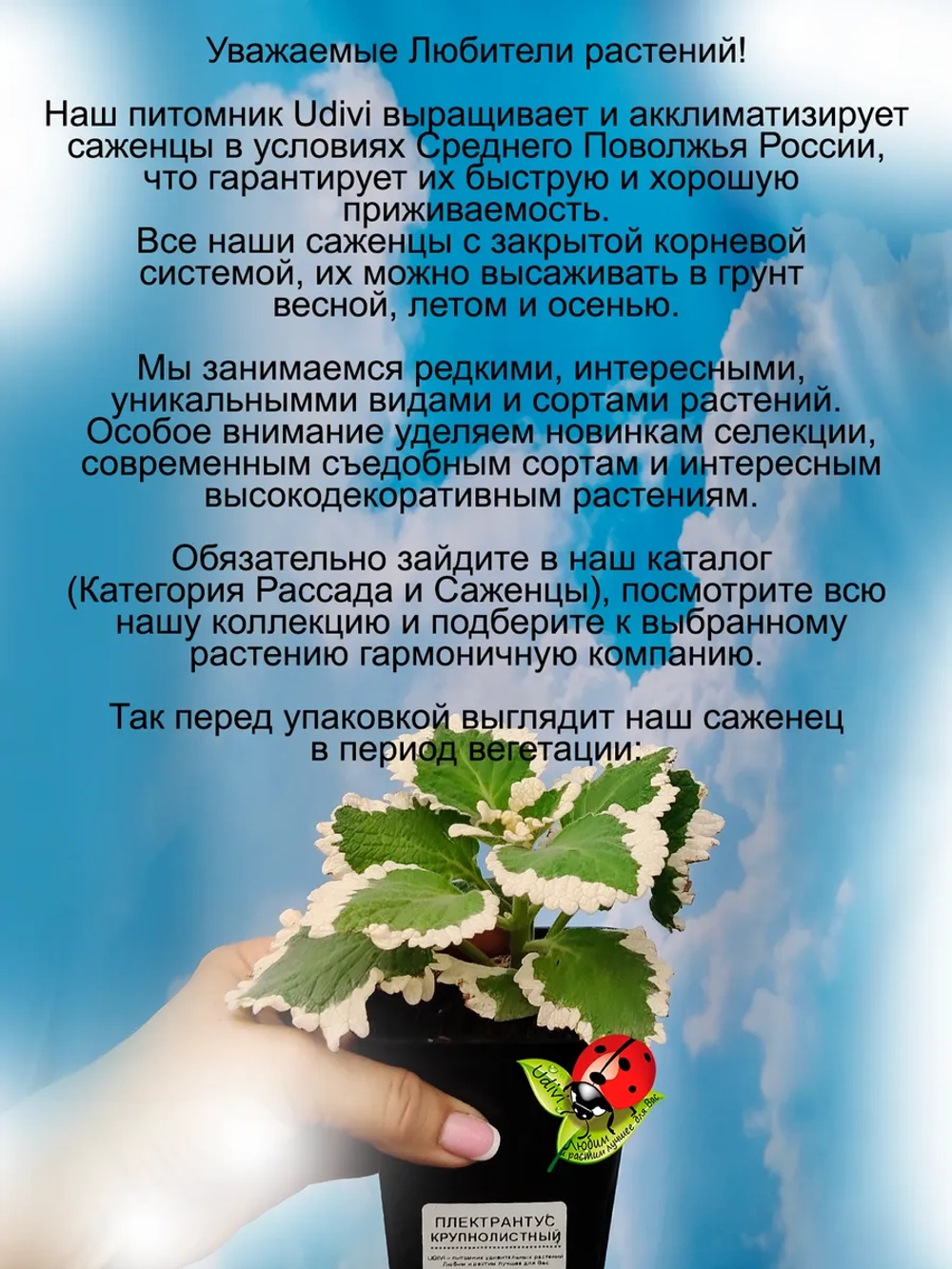 Плектрантус Крупнолистный ароматный