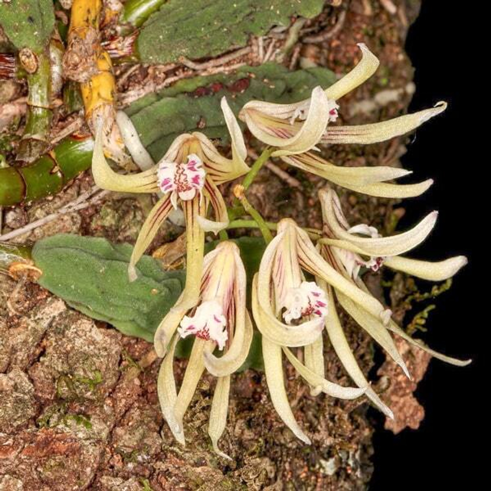 Орхидея DENDROBIUM CUCUMERINUM