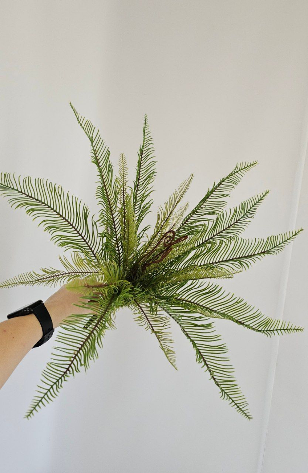 Папоротник Блехнум / Арт 6388