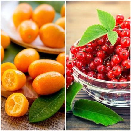 Красная смородина и кумкват (Red currant & kumquat)