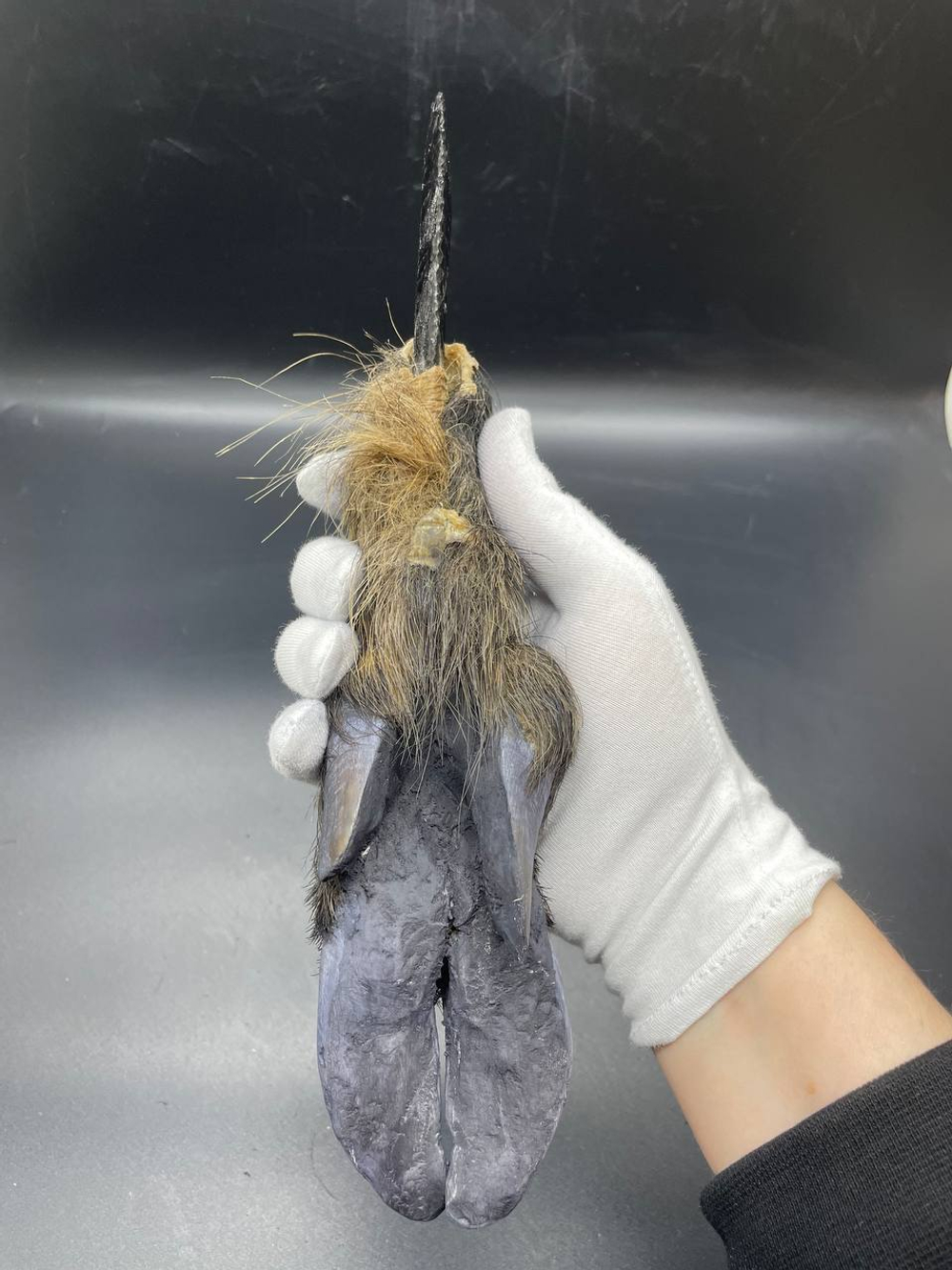 Обсидиановый нож с рукоятью копыта вепря 27 см