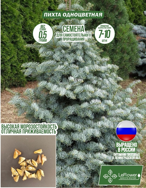 Семена, Пихта Одноцветная, 0.5 грамм