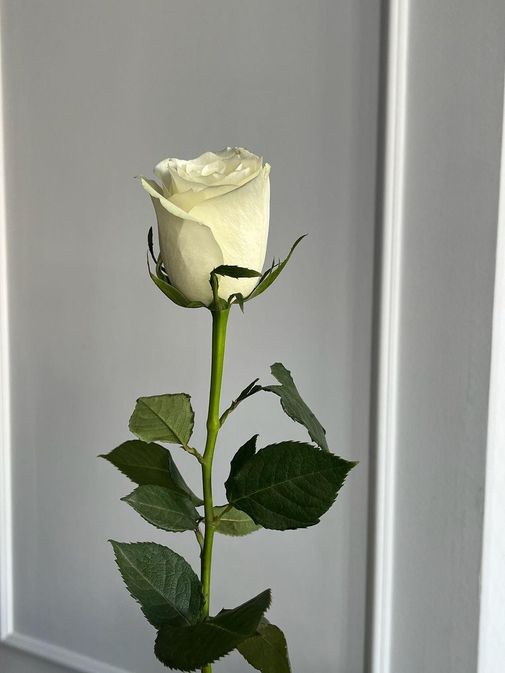 Роза белая (50см) АКЦИЯ