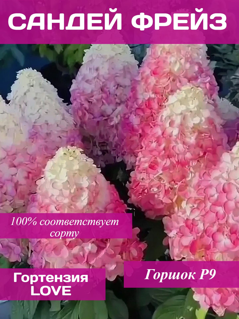 Сандей Фрейз гортензия метельчатая