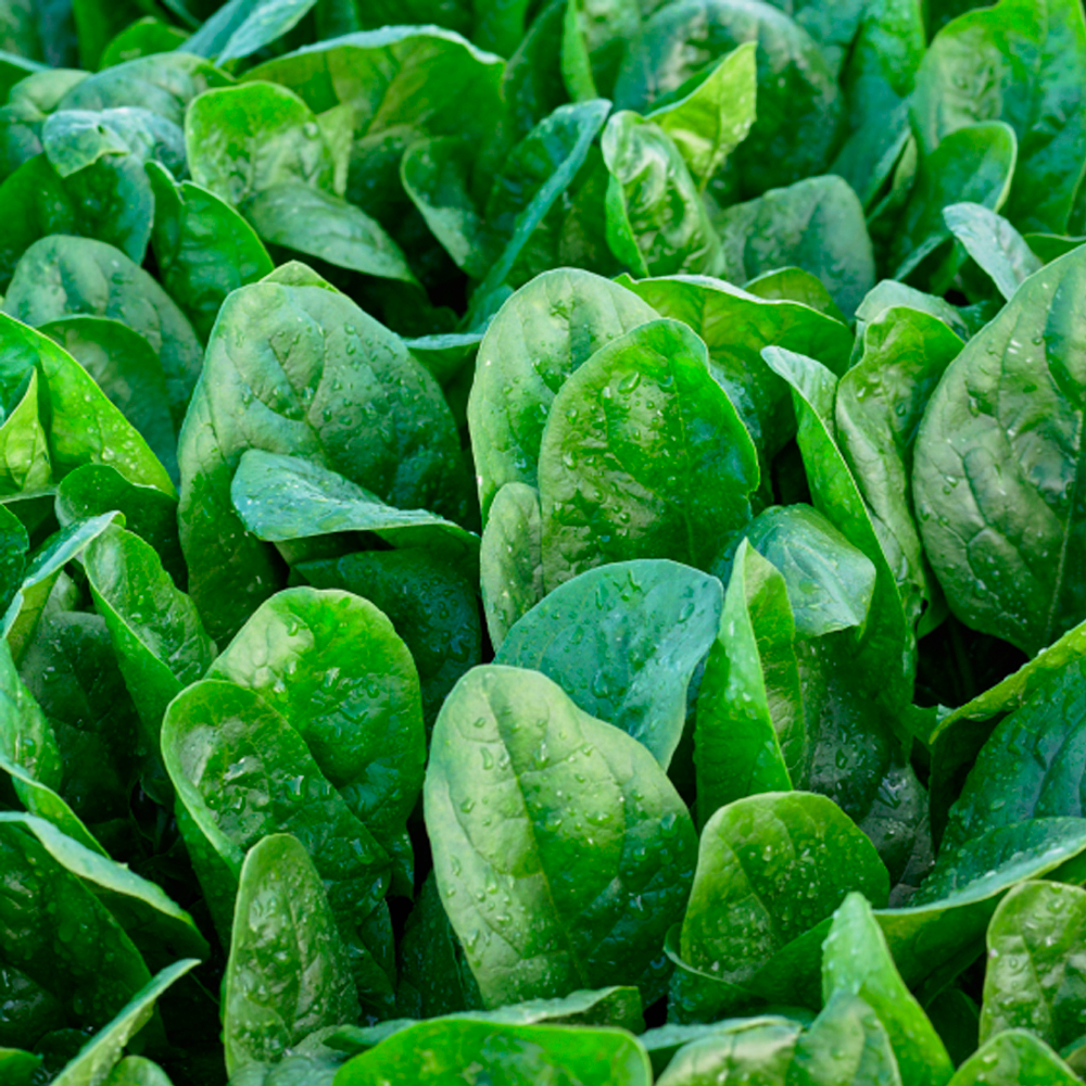 Эль Таджин семена шпината (Syngenta / Сингента)