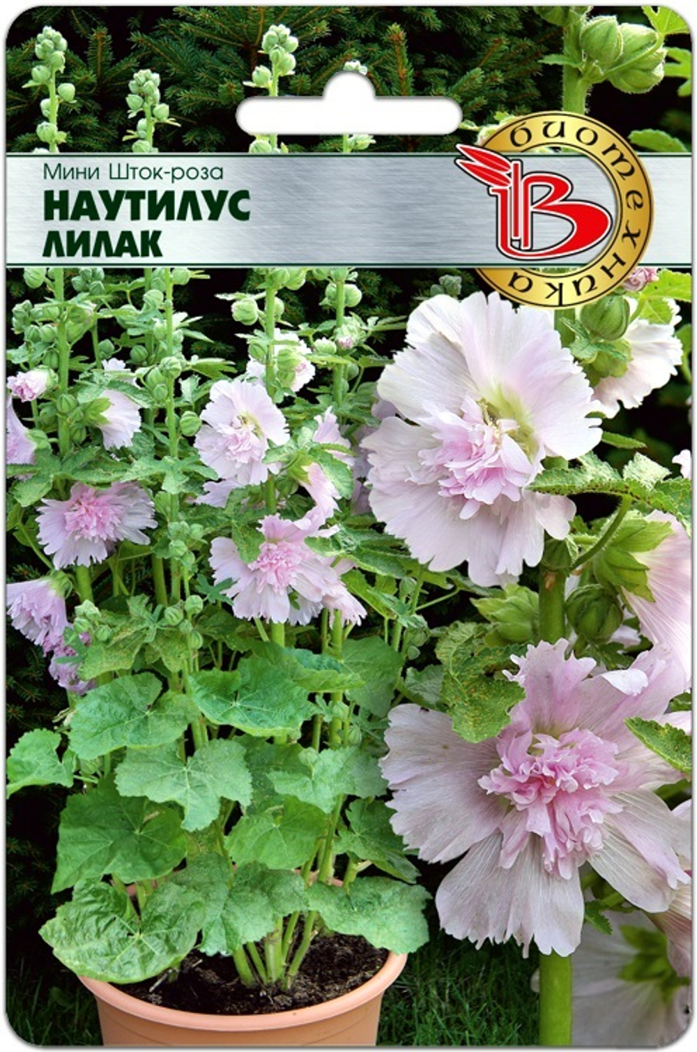 Шток-Роза Мини Наутилус Лилак Б/техника