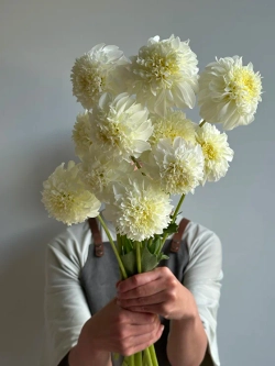 Георгин Zahra (корень) Закупка М55 апрель 2026