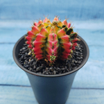 Gymnocalycium Variegata (Гимнокалициум Вариегатный)