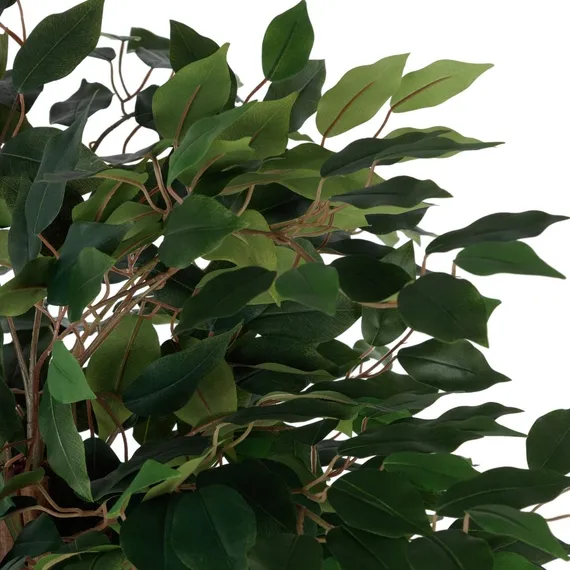 Фикус Бенжамина высота 180 см