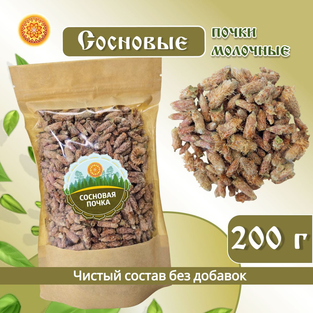 Сосновая почка.