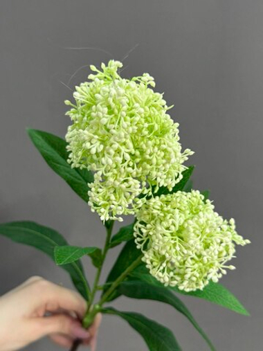 Скимия белая (h58 см)